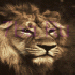 Ảnh Lion v2.nth