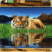 Ảnh Tiger Animated.nth