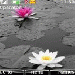 Ảnh Water Lilies.nth